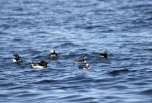 more puffins